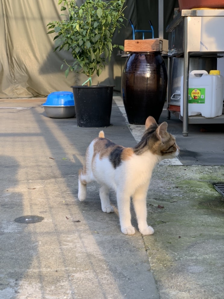  동네 고양이, 백년이 :)