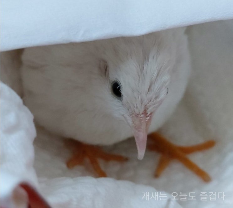  도룡이 2부