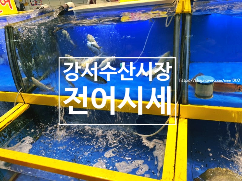강서 수산물시장 가을 전어 시세 뿔소라 가리비 까지!