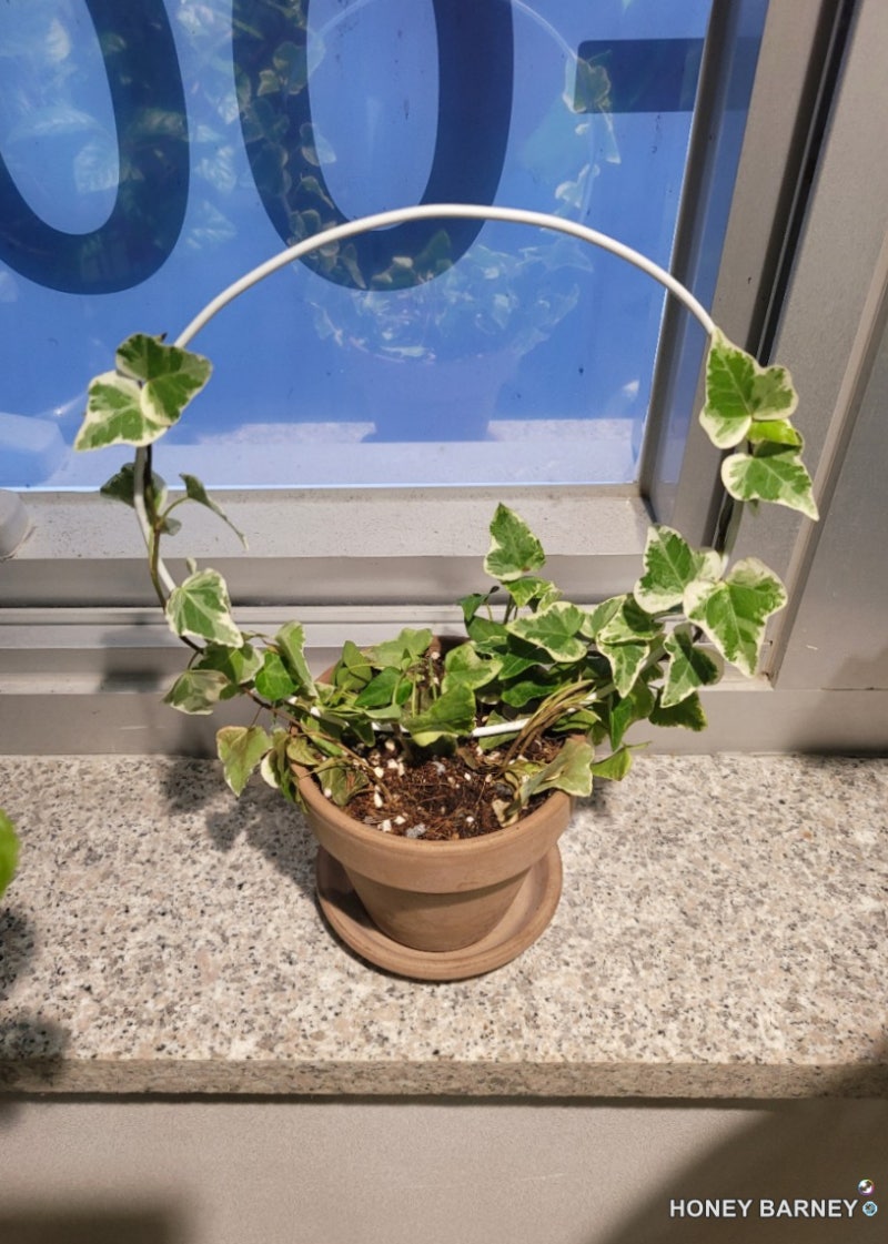 홈 가드닝::필립스\u0026일광 식물생장 등 구매 : 네이버 블로그, image size:800x1121