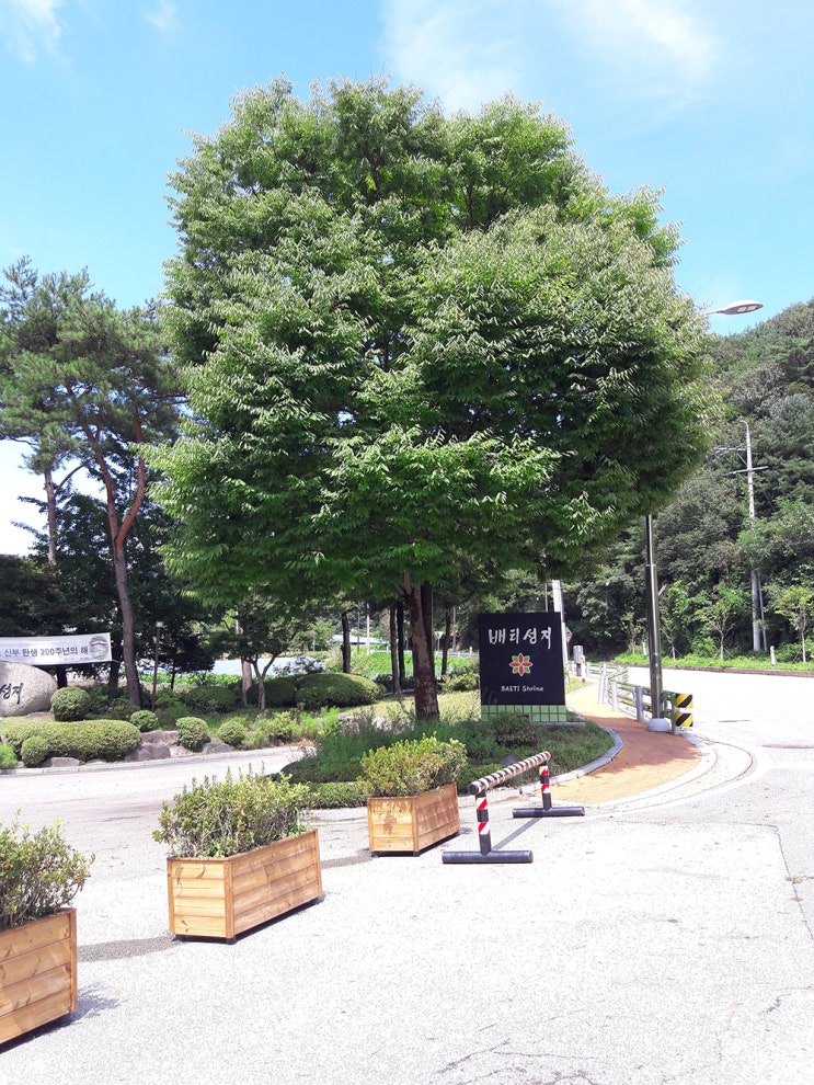  #가을장마속 맑은 하늘 #진천 배티성지 #야생화