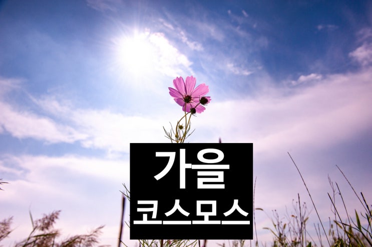  코스모스가 그리운 날