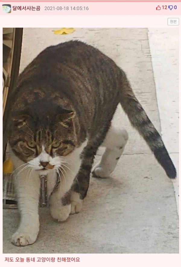  동네 고양이랑 친해졌어요