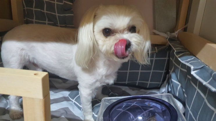  강아지 수제간식 웨깅 와그와그 테린 입 짧은 친구들 모이개!
