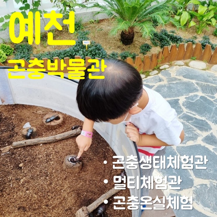  예천 곤충박물관 2탄-아이와 가볼만한 곳/멀티체험관/곤충생태체험관