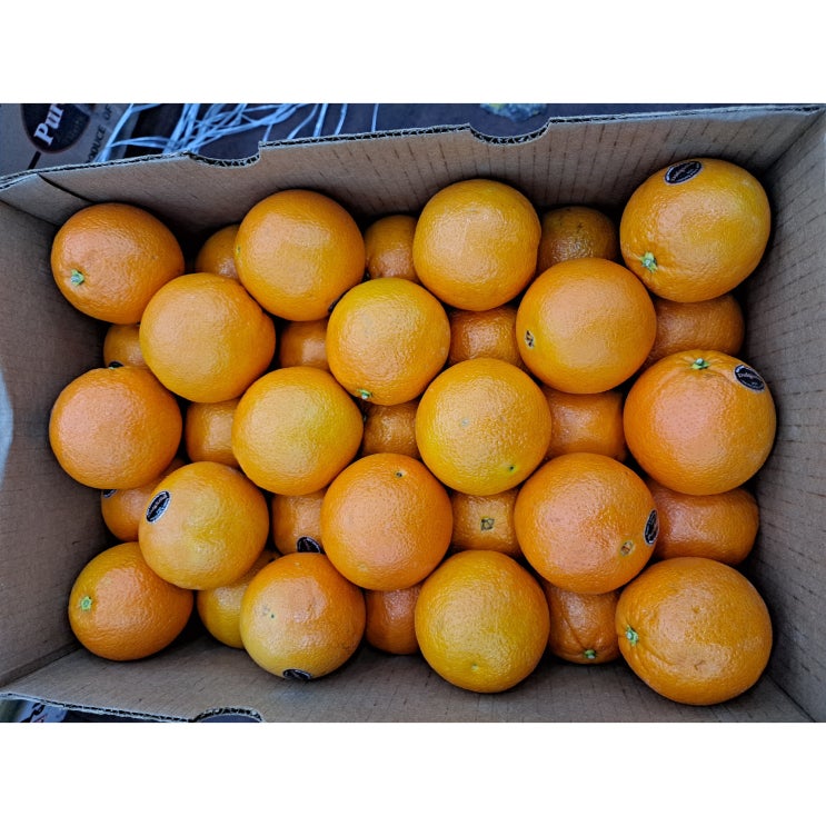 인기 급상승인 오렌지 퓨어스팩 블랙 라벨 고당도 오렌지 17kg 88과 44과 반박스, 44과 8.5kg( 반박스) ···