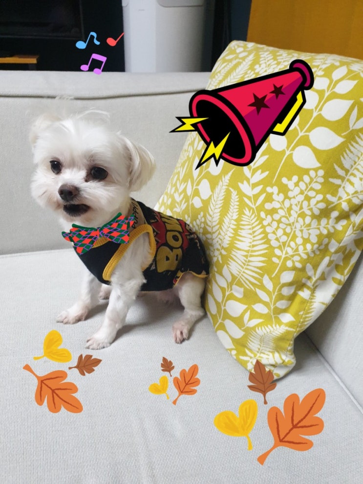  패션 광고스타 몽이