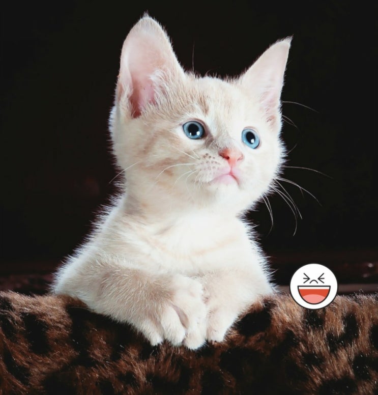  게으른 완벽주의자 mbti 샴고양이