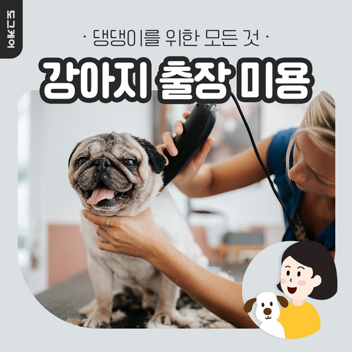  애견 출장 미용이란? / 강아지 출장 미용은 어떻게?