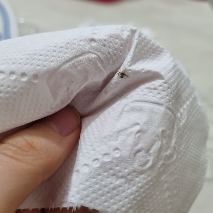  다이소 날파리 트랩 하나론 아쉬움!