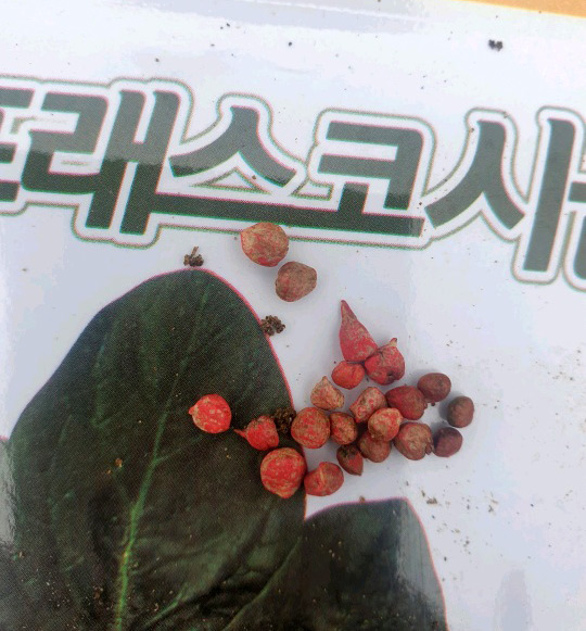  시금치 심는 시기