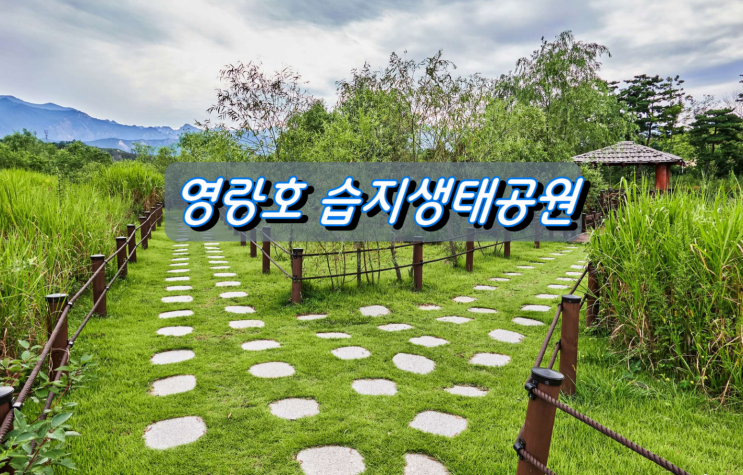 물억새가 아름다운곳, 속초 영랑호 습지생태공원 물억새가 아름다운곳, 속초 영랑호 습지생태공원