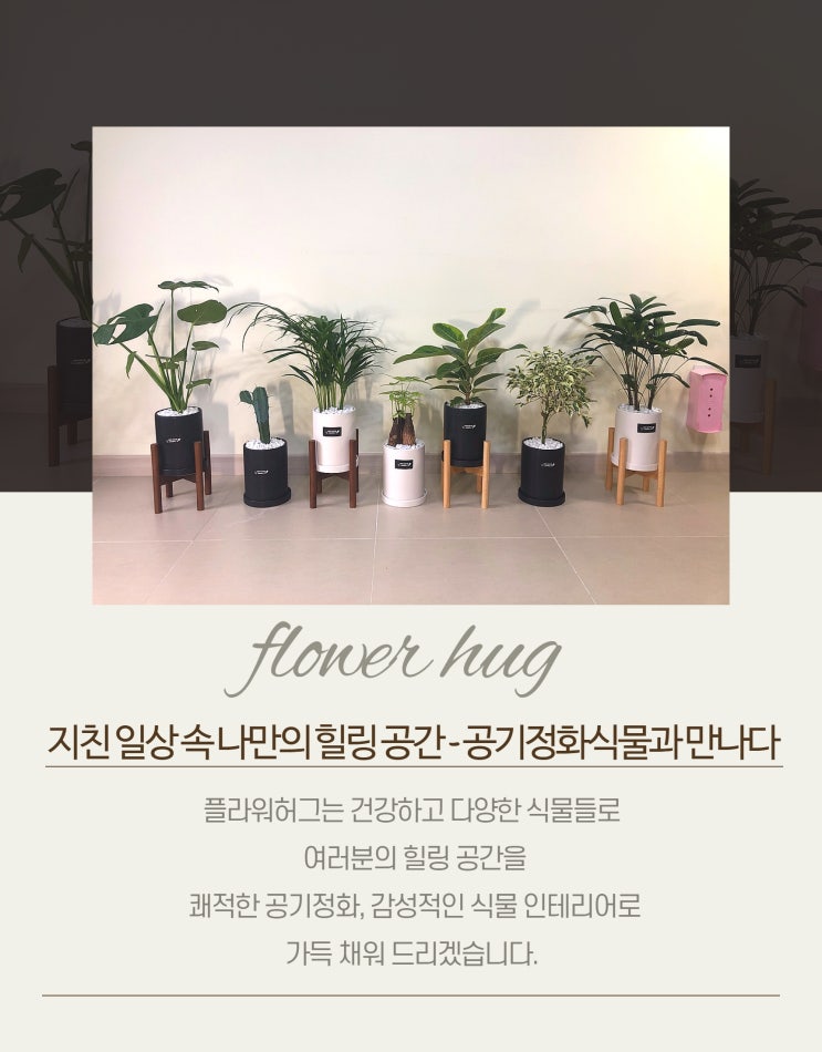  플라워허그  공기정화식물 관엽시리즈 출시했어요! : )