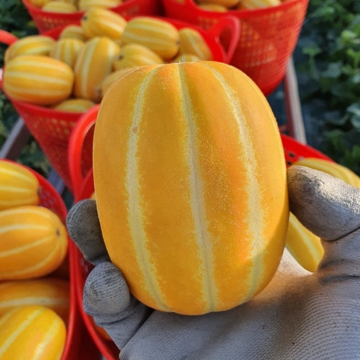 잘팔리는 성주 꿀 참외 5kg, 못난이5kg 추천해요 잘팔리는 성주 꿀 참외 5kg, 못난이5kg 추천해요