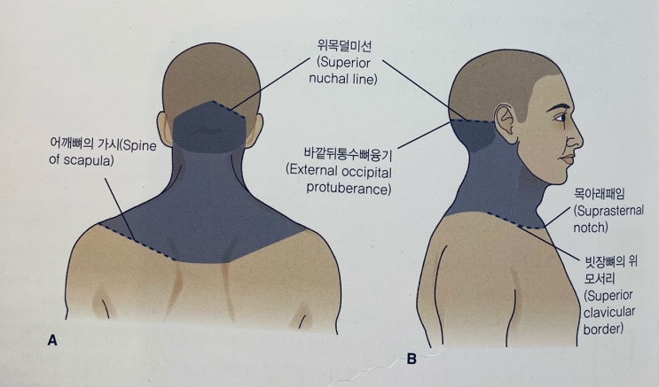 [이수역필라테스] 목뼈 기능장애로 인한 통증 관련 편