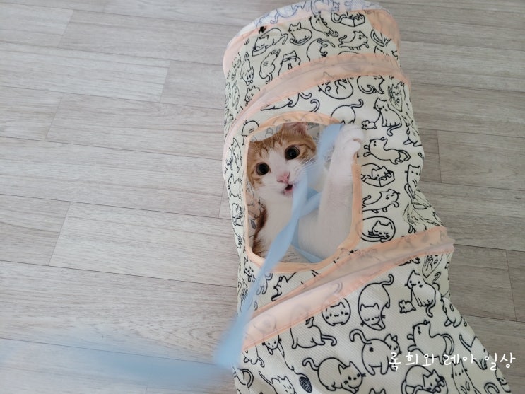  고양이 장난감 만들기 추천, 막대에 묶은 리본으로 놀기
