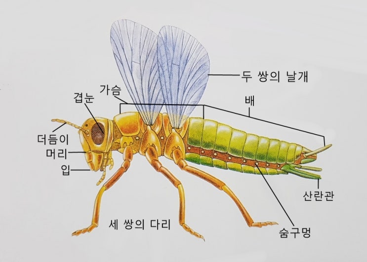  무척추동물 종류 분류 특징 생김새