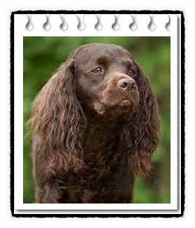  아메리칸 워터 스패니얼 분양가격과 성격, 역사 및 수명은?(american water spaniel)