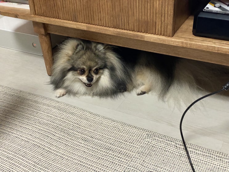  꾸꾸의 늘어진 하루