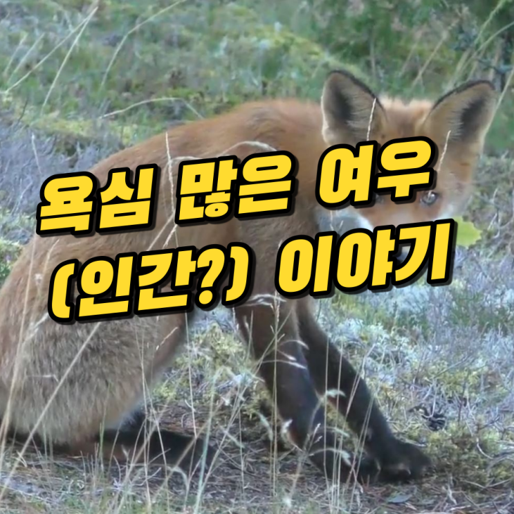 욕심 많은 여우(인간?) 이야기