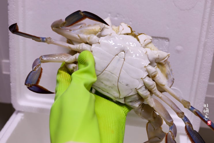  살아있는 꽃게 손질법과 보관법 기간까지 친절하게~
