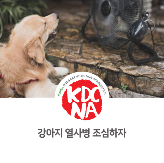  강아지의 열사병/일사병 주의해요. [펫푸드자격증/애견수제간식/광주/군산/함평/나주/남해/거제]_856