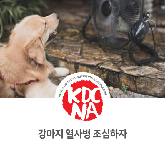 강아지의 열사병/일사병 주의해요. [펫푸드자격증/애견수제간식/광주/군산/함평/나주/남해/거제]_856