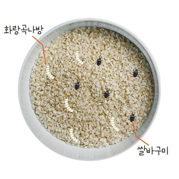 쌀벌레 생긴 쌀! 어떻게 하면 될까요? (쌀벌레 종류, 쌀벌레 생긴 쌀, 쌀벌레 없애는 법)