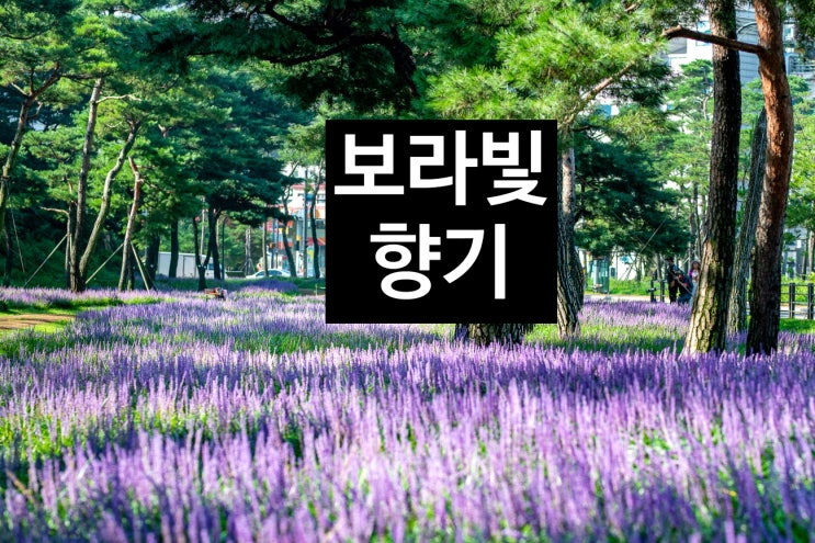  보라빛 향기 가득한 맥문동 숲길