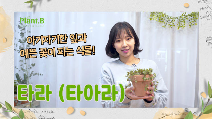 타라(타아라) 키우기! (물주기 / 분갈이 / 통풍) 타라가 이유없이 시든다면!?