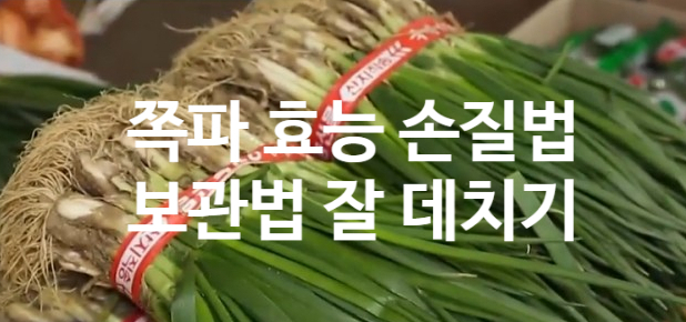 쪽파 실파 대파의 차이 효능 (ft. 손질법 잘 데치는 방법 팁) 세워서 보관하세요.