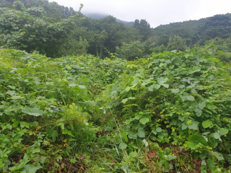 2021경북 김천시 대항면 운수리 벌초 #김천벌초 #김천장의사 #윤달 #벌초 #이하늘장사 #장의사 #벌초대행