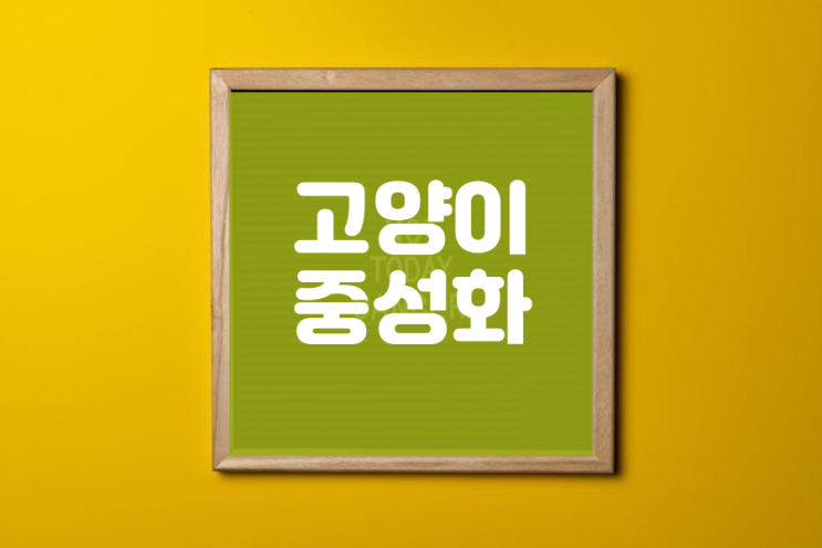  고양이 중성화수술 비용 (다섯마리집사)