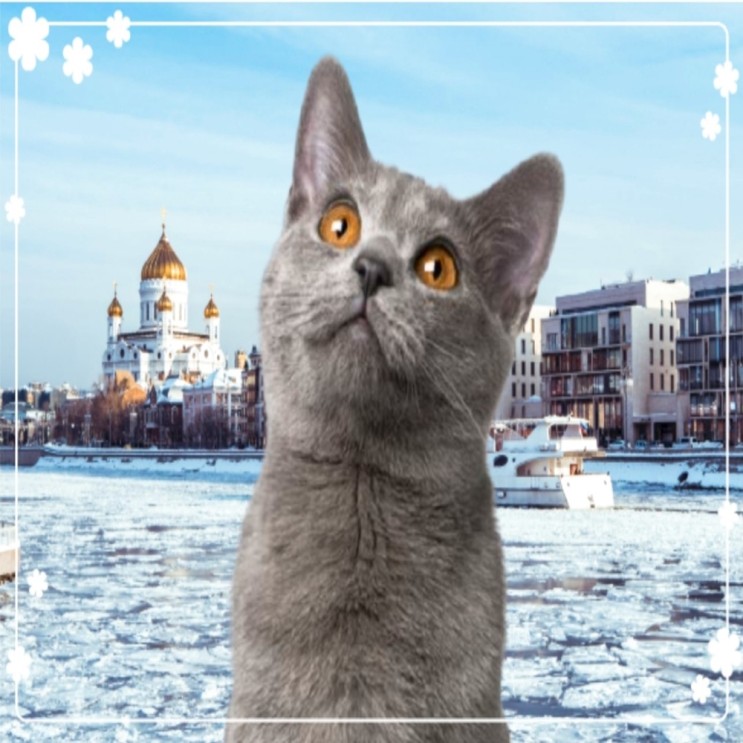 회색 고양이 종류 프랑스 귀족의 사랑을 받았던 샤트룩스 성격