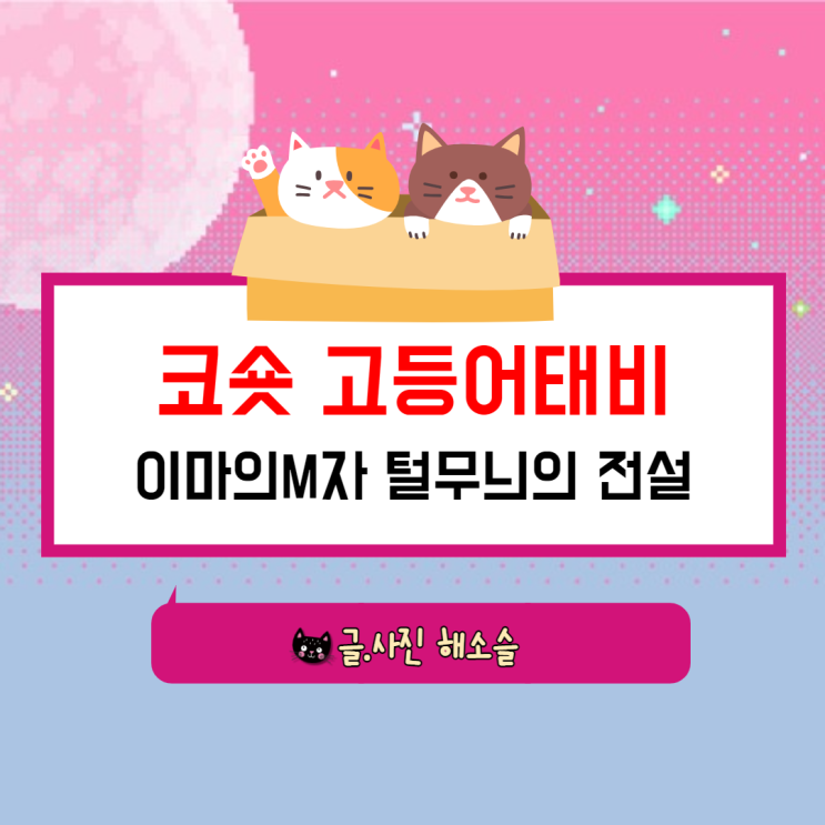  코숏 고등어태비 이마 M자 털 무늬의 전설 with 제인이와 오월이