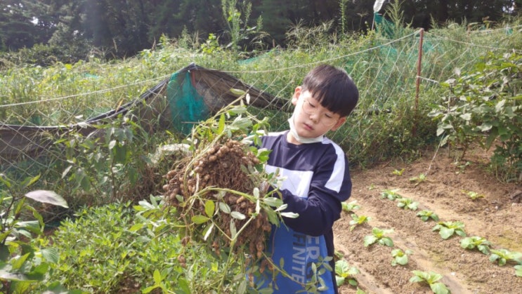  의찬이와 텃밭 땅콩 수확