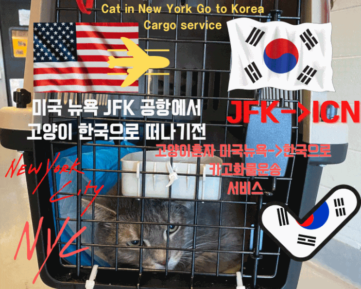  강아지 고양이 한국 데려오기 반려동물 반려견 반려묘 강아지검역 고양이검역 해외에서 고양이 데려오기 고양이만한국운송 고양이한국입국 카고 통관 계류 항체검사 전과정 서비스