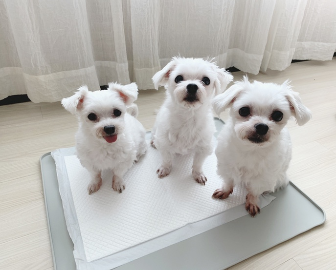  바잇미배변매트, 실리콘 논슬립 배편판이에요.