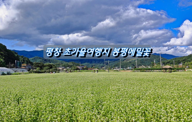 평창 초가을여행지 이효석문화제&봉평메밀꽃 평창 초가을여행지 이효석문화제&봉평메밀꽃
