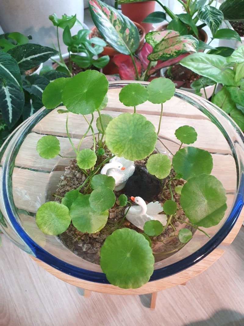 인기글 첫번째에 있는 수경재배 