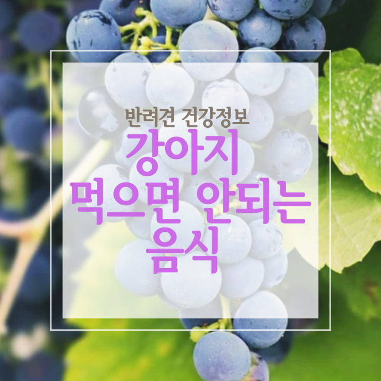  포도씨는 되고 포도껍질은 먹으면 안 돼? 강아지가 먹으면 안 되는 음식!