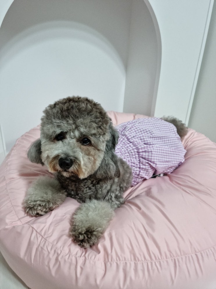  강아지방석 퍼피엔젤 쏘오옥쿠션 마음에 쏘오옥
