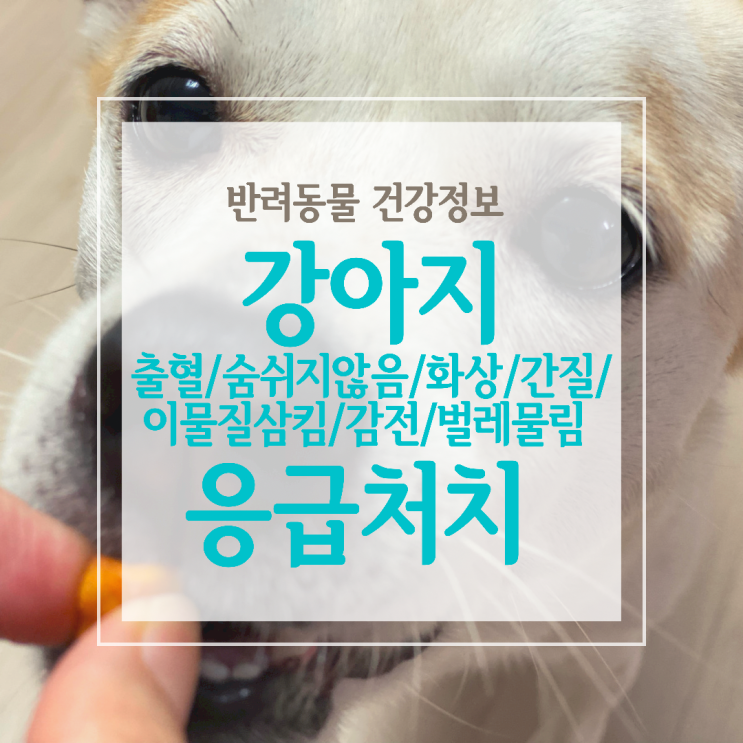  강아지 벌레물림, 간질, 화상 등 응급상황에 필요한 처치를 알아볼까요?