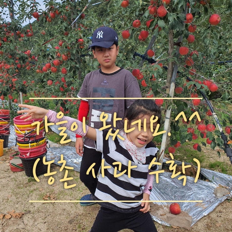  이제 가을이 왔썹!!(할아버지댁 사과따기,수확의계절,사과따기체험,농부체험)