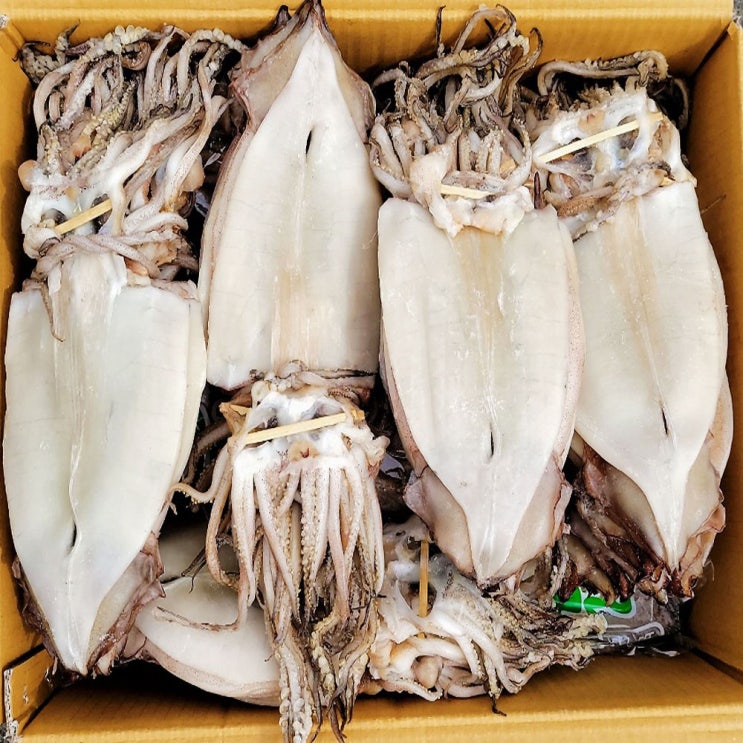 최근 많이 팔린 신통씨푸드 속초에서 말린 두툼한 등불 반건조오징어 (대) 10마리 1.2kg 내외+와사마요소스 증정 ···