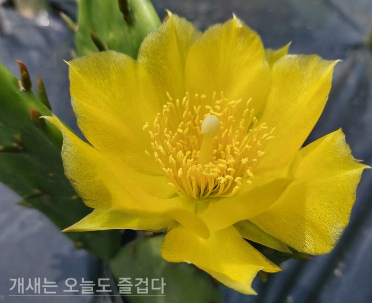  전지적동물시점