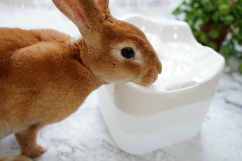 고양이 급수기 물결급수기 토끼 물통으로 좋네요!