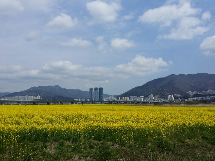 《사진 산책》 :유채꽃밭에서 꾸는 꿈