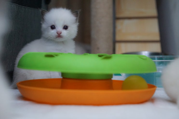  성장중인 6마리의 랙돌고양이 - 랙돌캐터리 알렉산더돌스