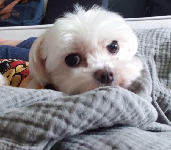  미드를 너무 많이본 몽이